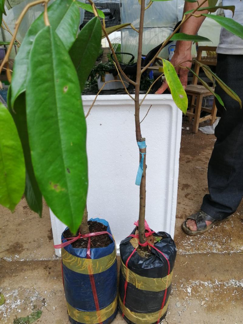 美味可口养生南北种植泰国猫山王黑刺抗寒抗热榴莲果苗