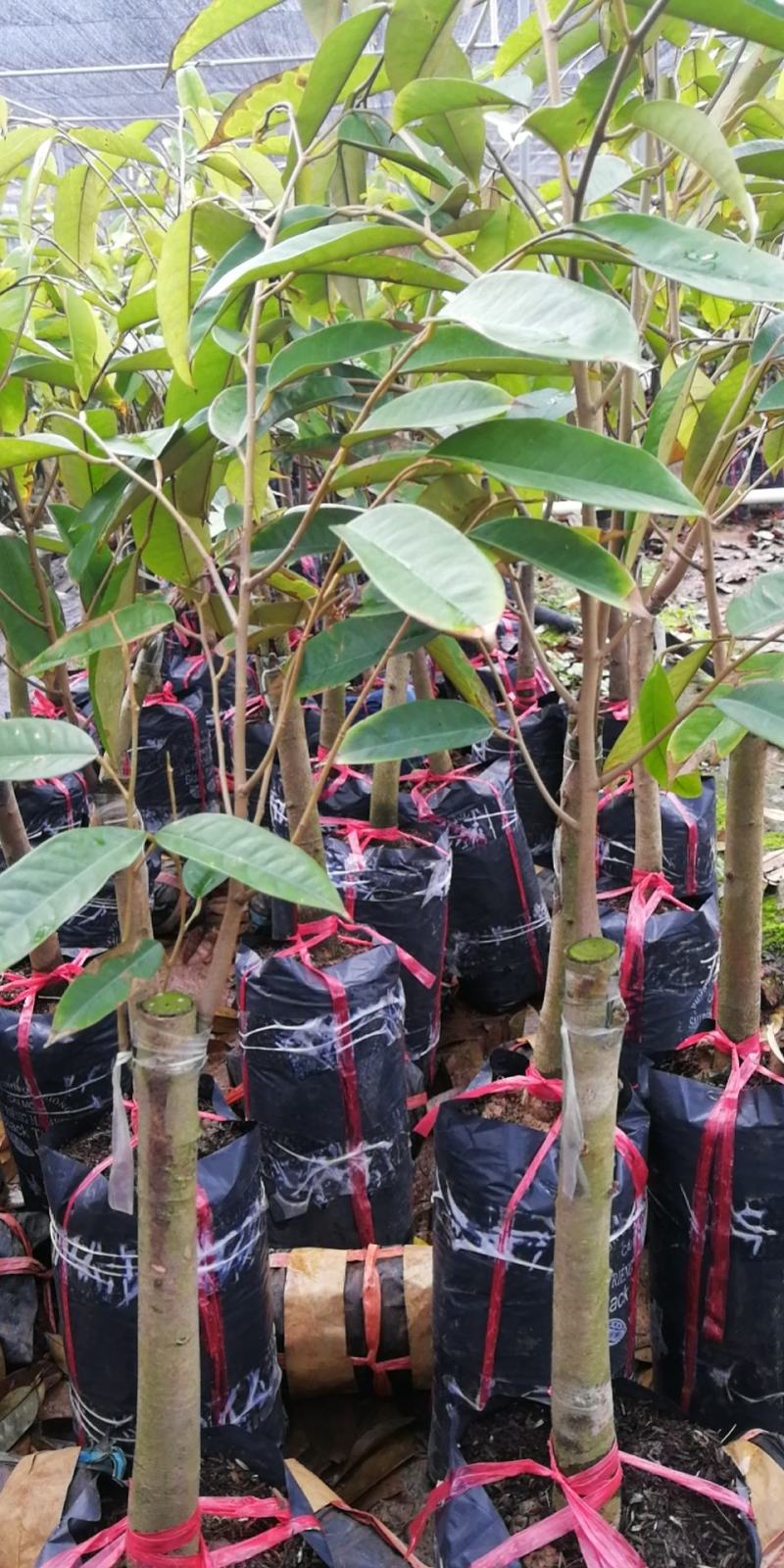美味可口养生南北种植泰国猫山王黑刺抗寒抗热榴莲果苗