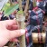 美味可口养生南北种植泰国猫山王黑刺抗寒抗热榴莲果苗