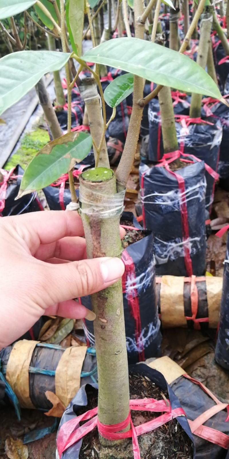 美味可口养生南北种植泰国猫山王黑刺抗寒抗热榴莲果苗