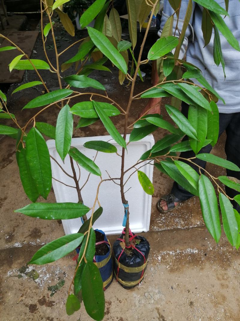 美味可口养生南北种植泰国猫山王黑刺抗寒抗热榴莲果苗