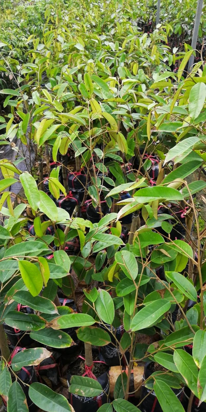 美味可口养生南北种植泰国猫山王黑刺抗寒抗热榴莲果苗