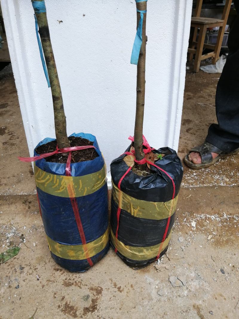 美味可口养生南北种植泰国猫山王黑刺抗寒抗热榴莲果苗