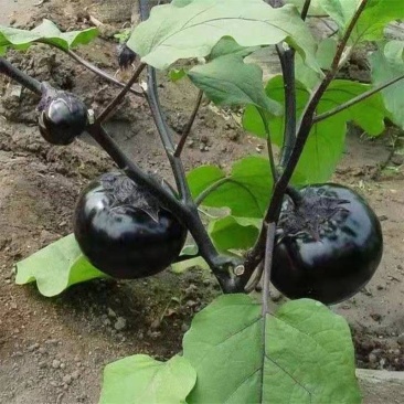 茄子苗，长茄圆茄大龙黑宝布利塔嫁接系直根系