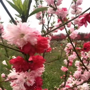 碧桃绿叶碧桃菊花碧桃满天红碧桃碧桃苗碧桃树