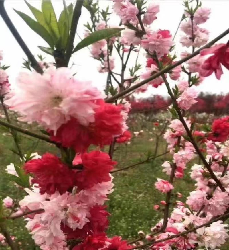 碧桃绿叶碧桃菊花碧桃满天红碧桃碧桃苗碧桃树