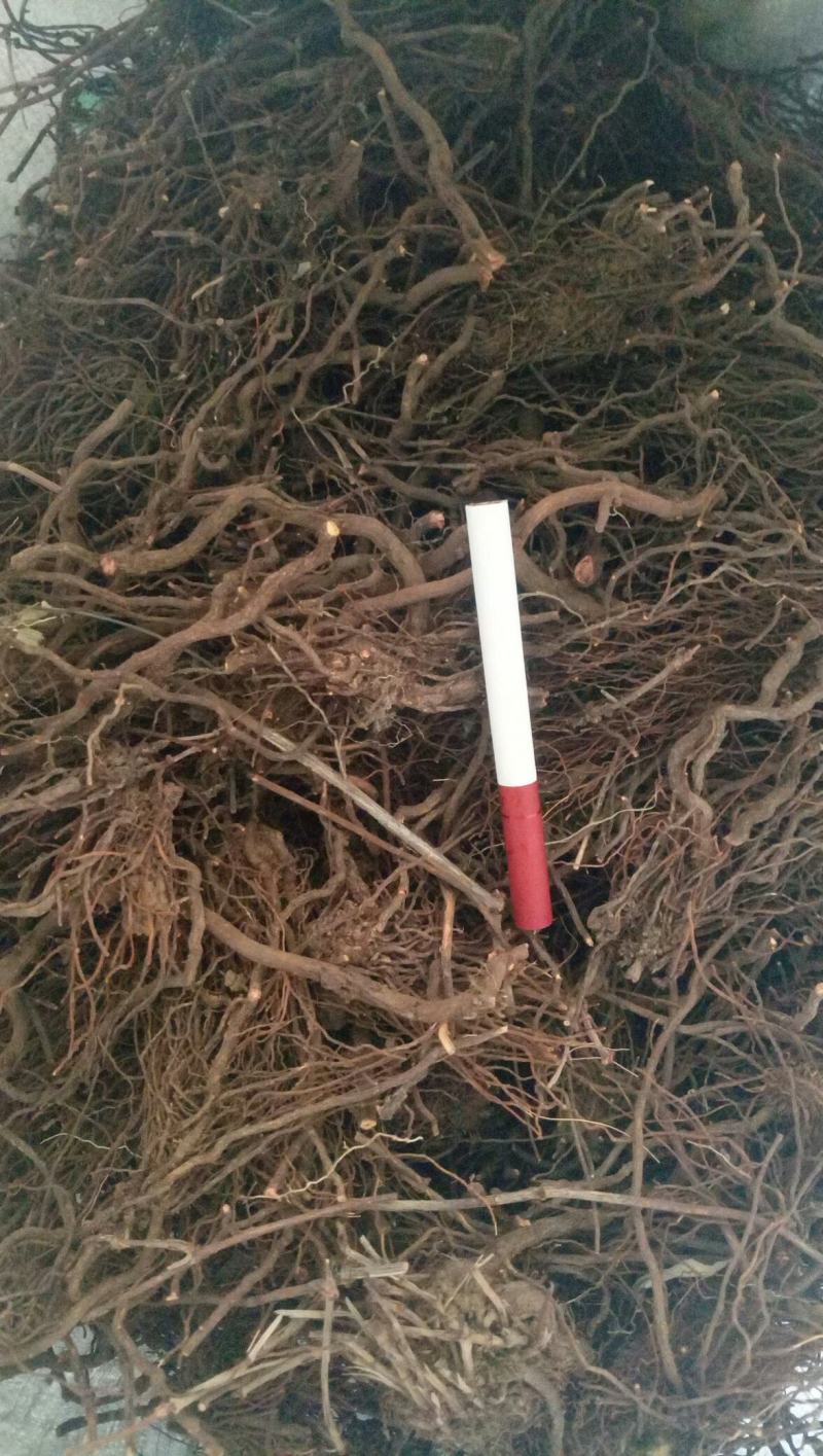 茜草茜草根地血太行山资源