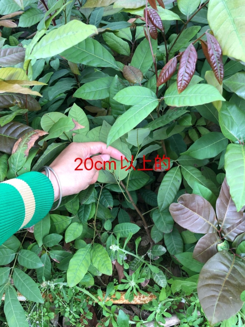 龙眼实生苗直生苗播种小苗无嫁接裸根发货