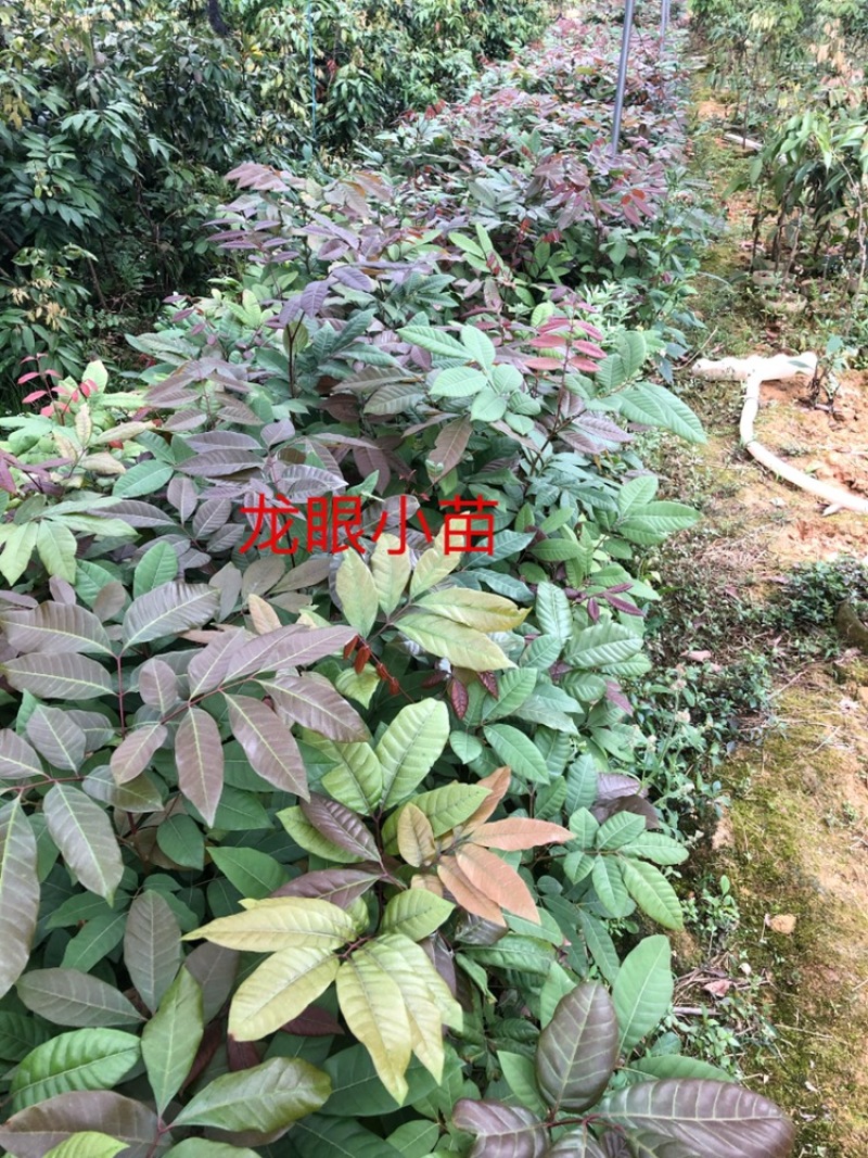 龙眼实生苗直生苗播种小苗无嫁接裸根发货