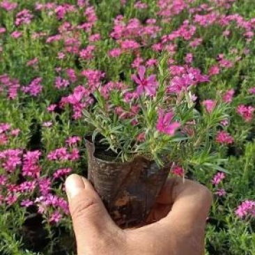 丛生福禄考种植基地丛生福禄考产地丛生福禄考价格