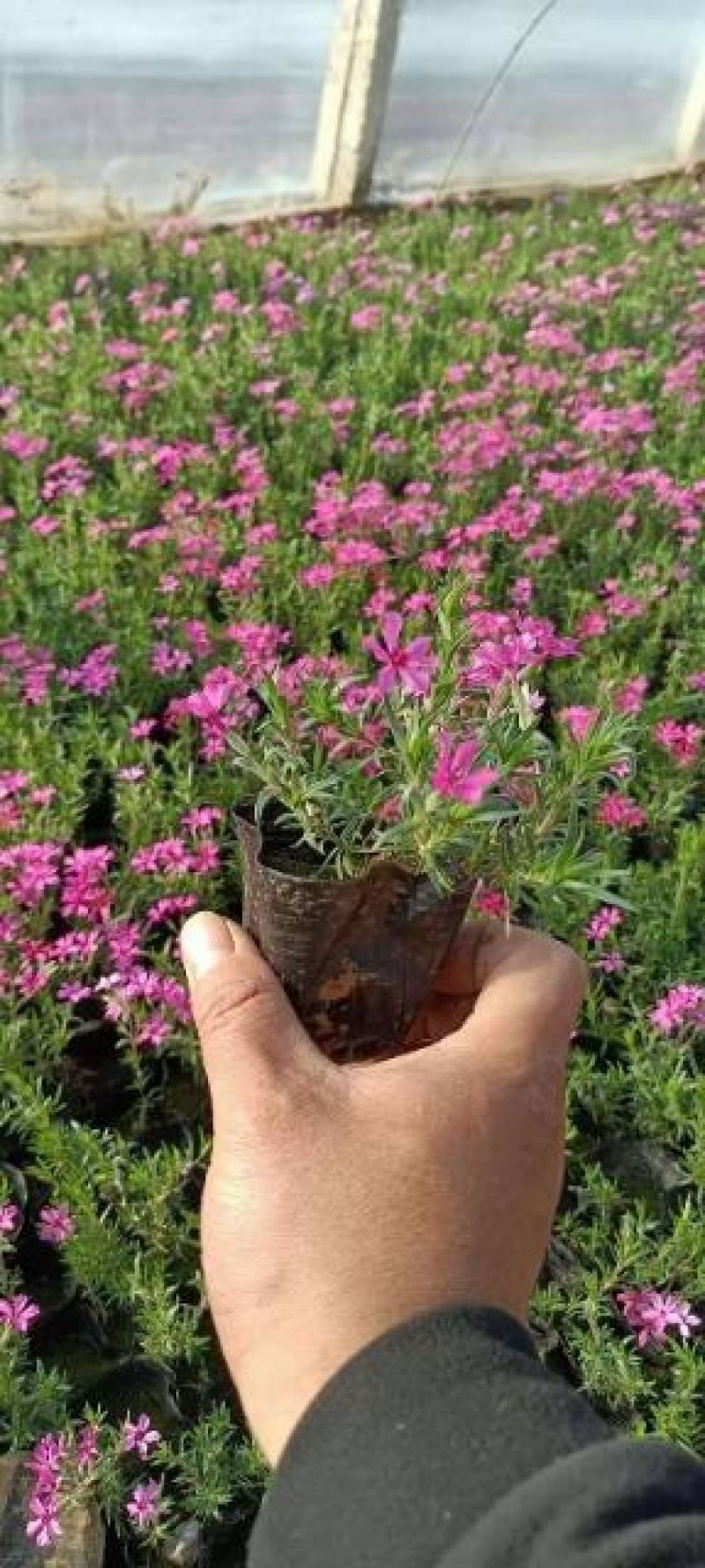 丛生福禄考种植基地丛生福禄考产地丛生福禄考价格