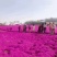 丛生福禄考种植基地丛生福禄考产地丛生福禄考价格