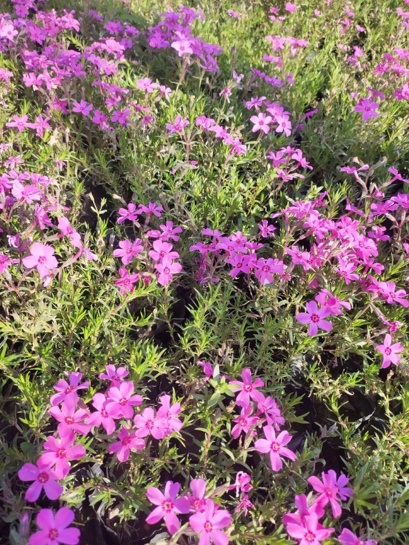 丛生福禄考种植基地丛生福禄考产地丛生福禄考价格