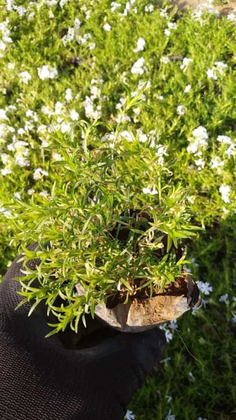 丛生福禄考种植基地丛生福禄考产地丛生福禄考价格