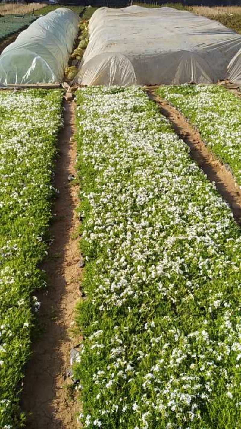 丛生福禄考种植基地丛生福禄考产地丛生福禄考价格
