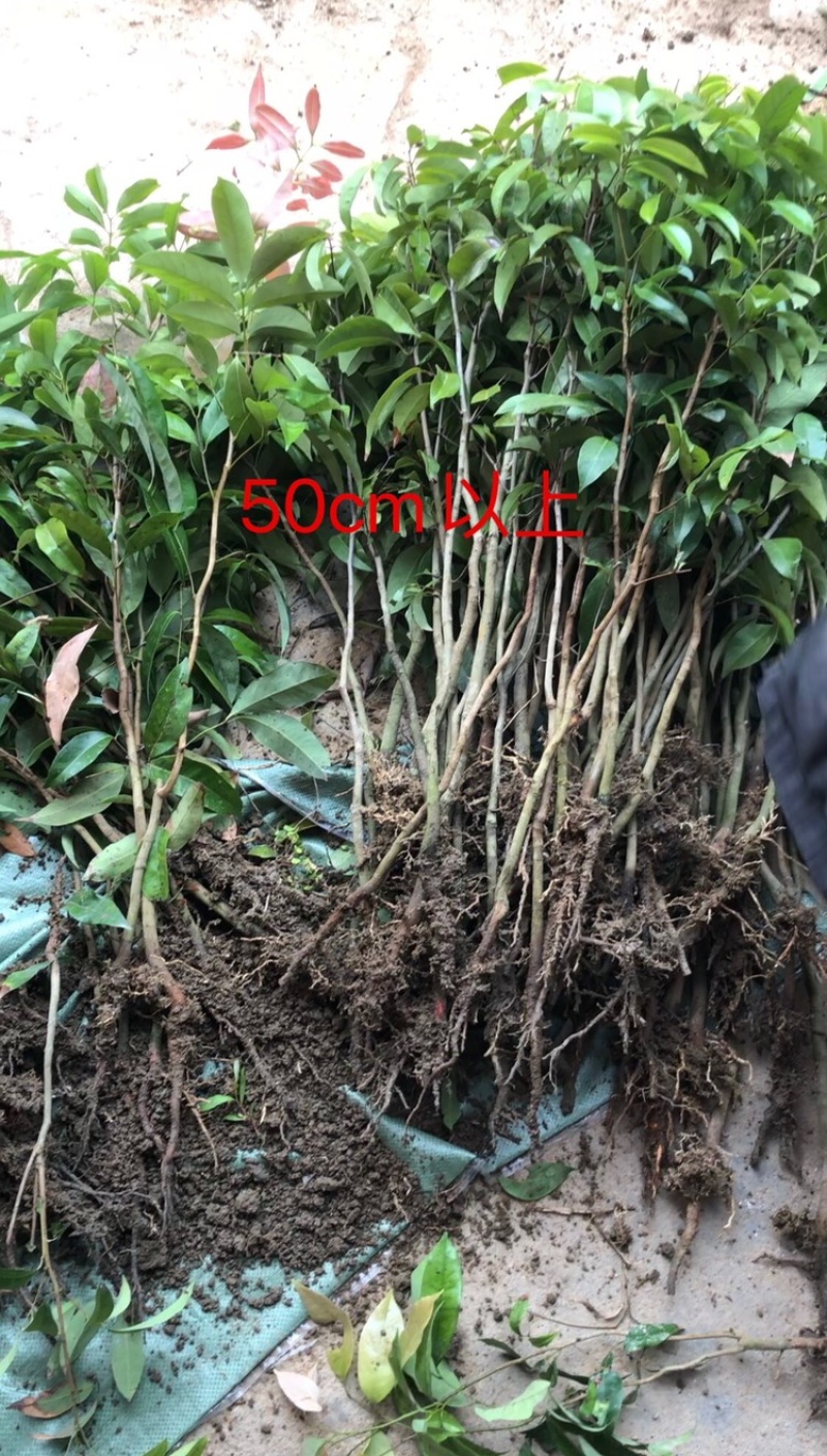 荔枝直生苗荔枝播种小苗20～1米高度荔枝芽苗