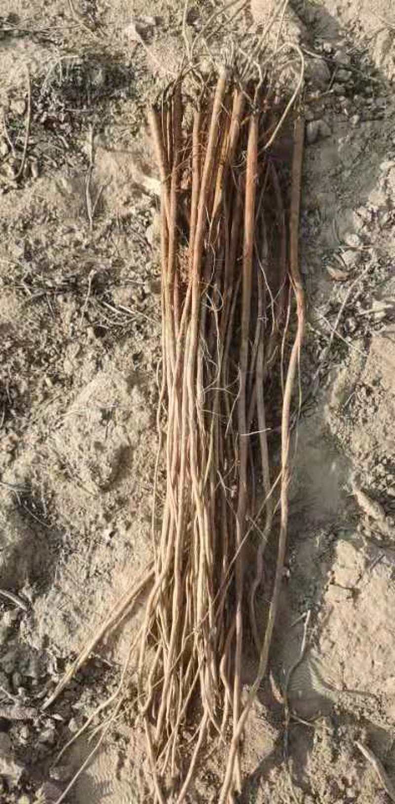 甘草苗，宁夏盐池县红皮甘草苗