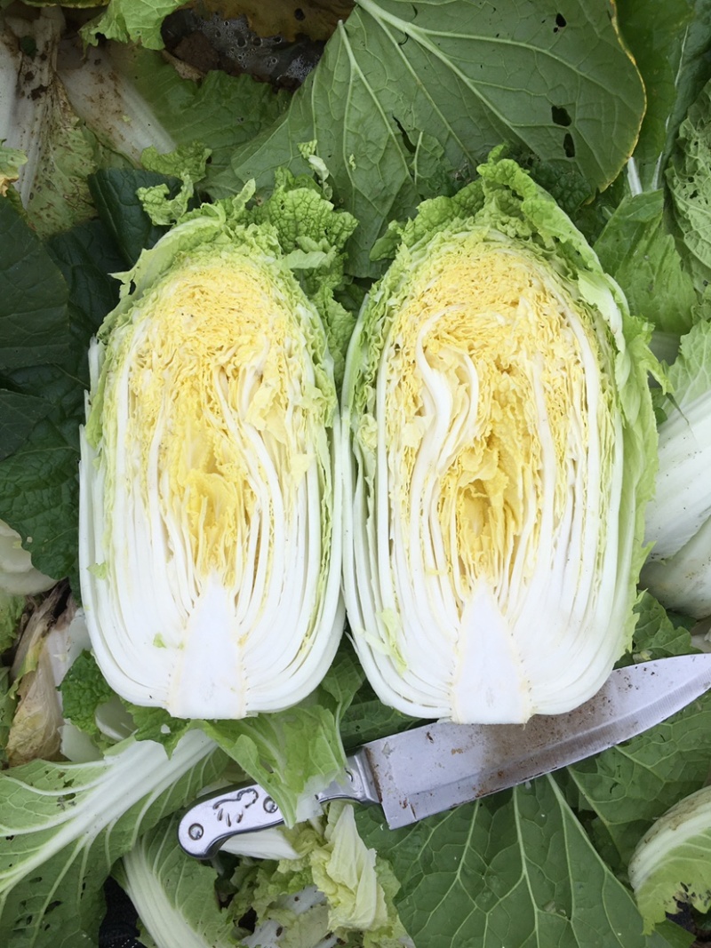 横县黄心大白菜🥬，量大优惠，量大优惠，量大优惠！