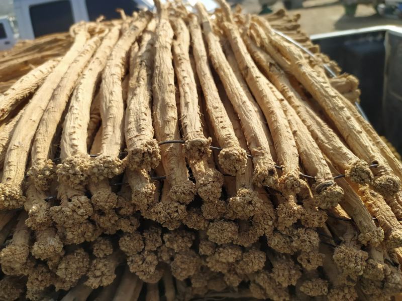 甘肃岷县党参原条白条新货大量现货，甜度高纯无硫自然风干