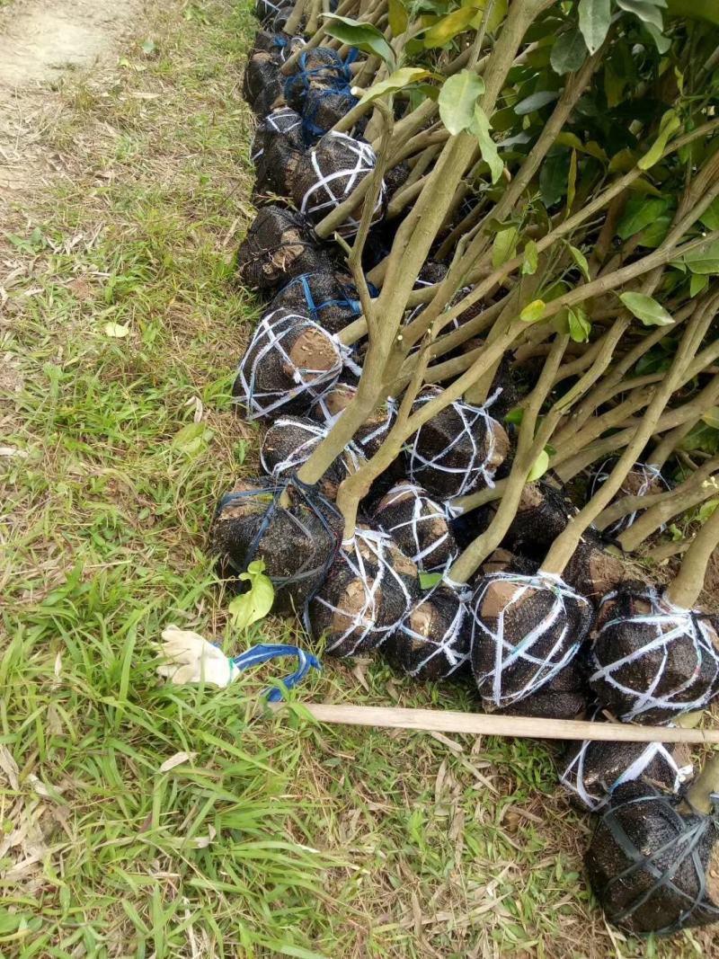 红心柚大树福建红肉蜜柚挂大树绿化树地径3-4公分
