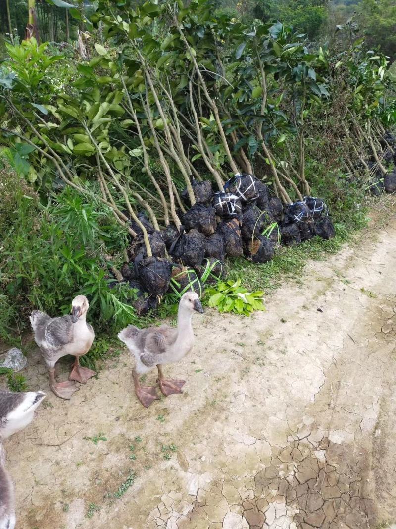 红心柚大树福建红肉蜜柚挂大树绿化树地径3-4公分