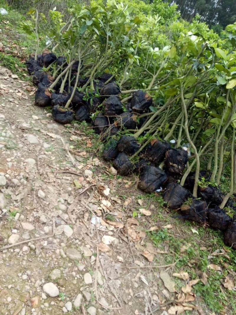 红心柚大树福建红肉蜜柚挂大树绿化树地径3-4公分