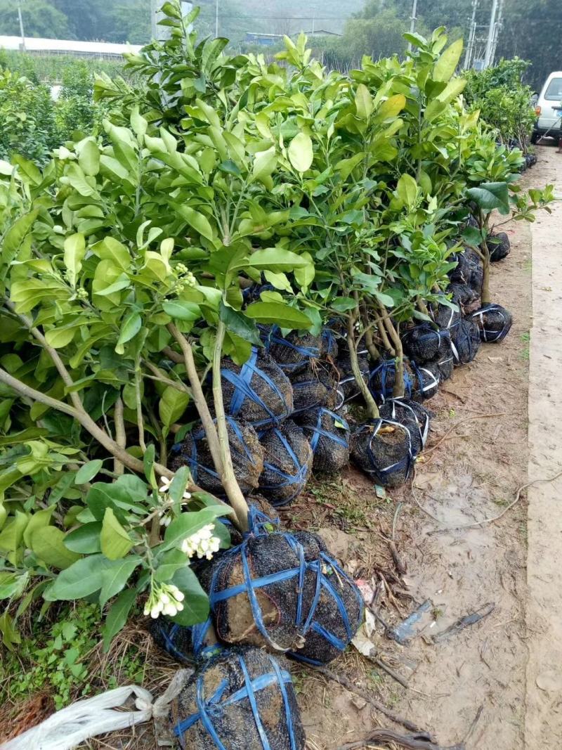 红心柚大树福建红肉蜜柚挂大树绿化树地径3-4公分