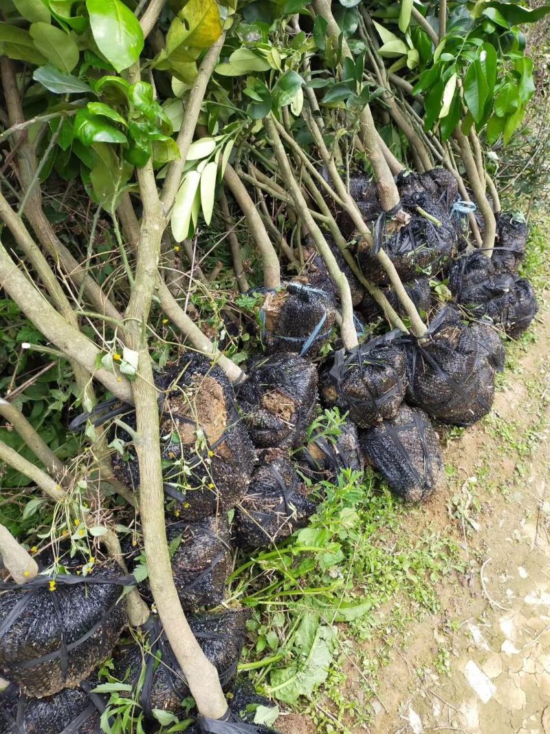 红心柚大树福建红肉蜜柚挂大树绿化树地径3-4公分