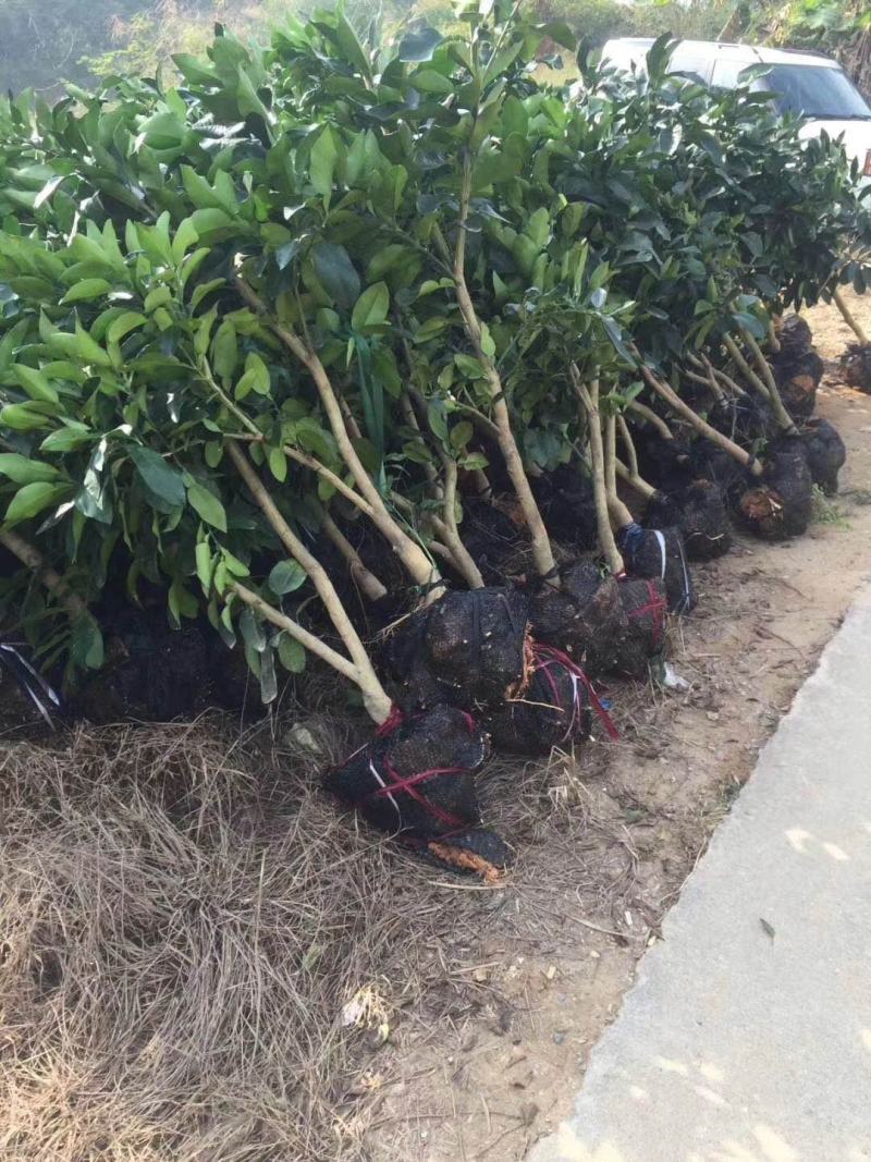 三红蜜柚挂果树三红柚绿化树红皮红肉大苗福建柚子树