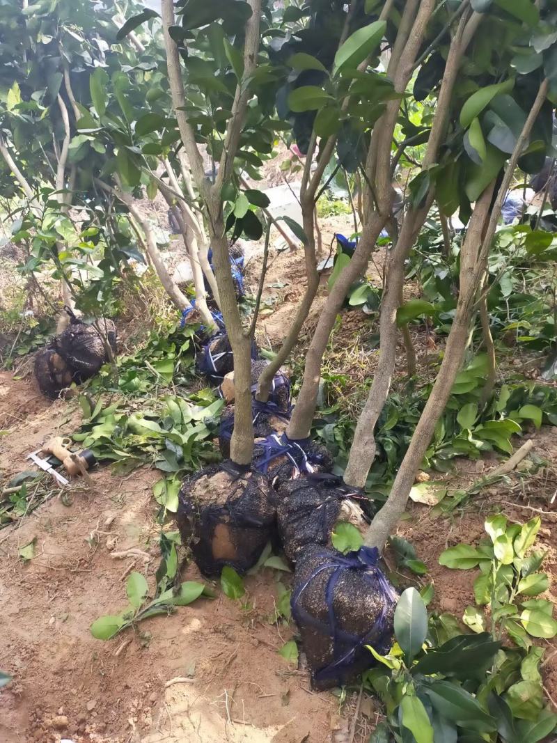 三红蜜柚挂果树三红柚绿化树红皮红肉大苗福建柚子树