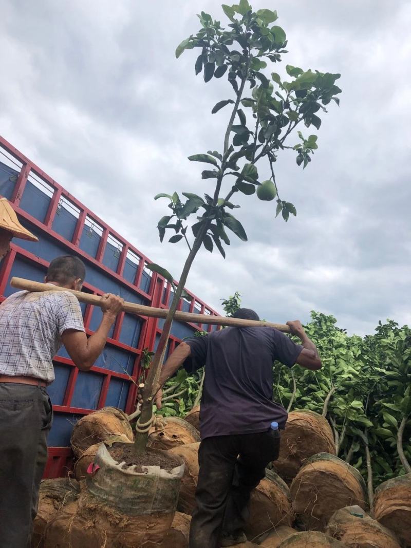 三红蜜柚挂果树三红柚绿化树红皮红肉大苗福建柚子树