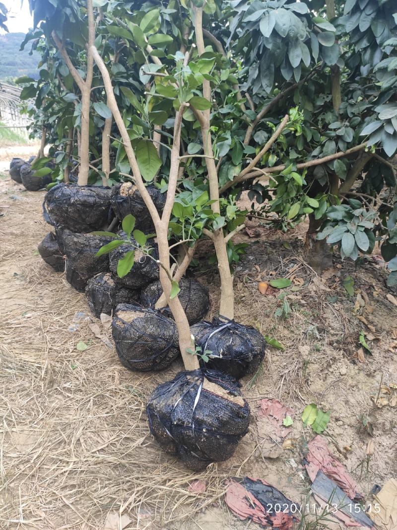 三红蜜柚挂果树三红柚绿化树红皮红肉大苗福建柚子树