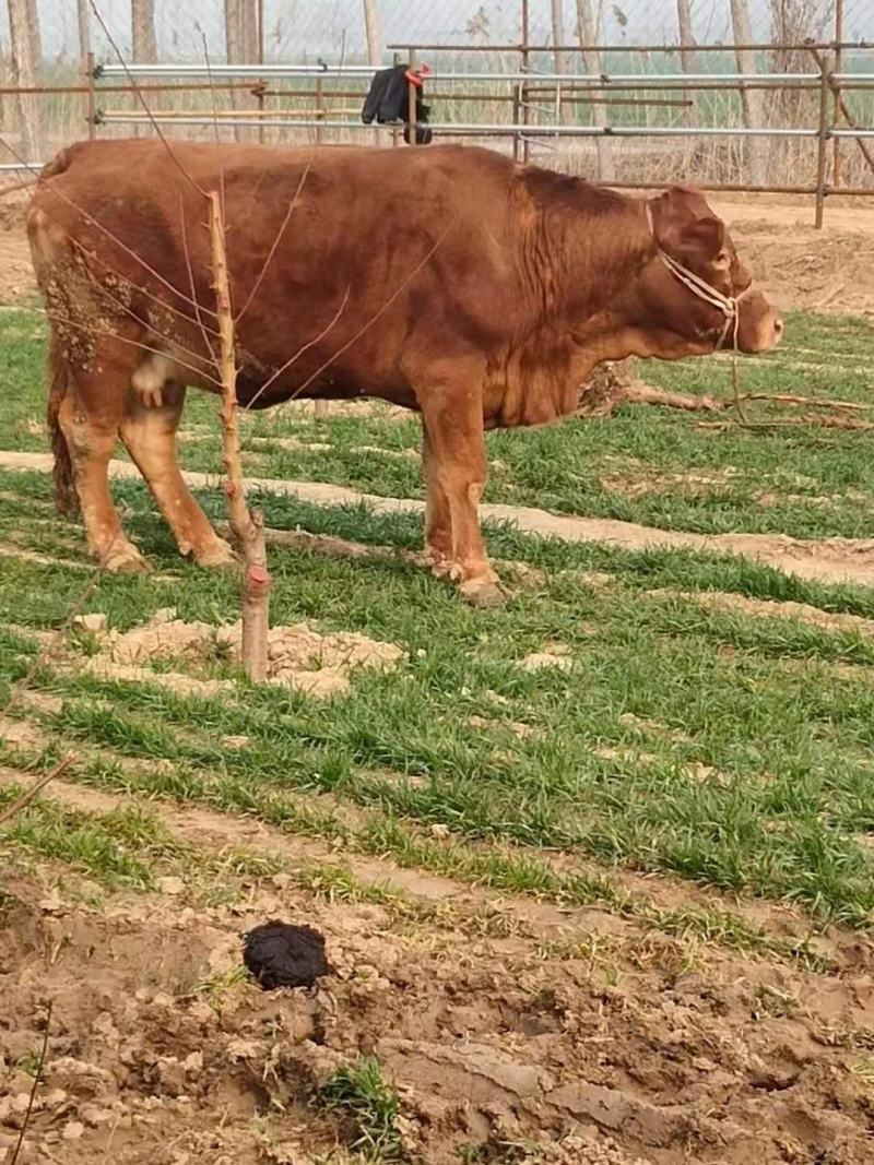黄牛犊三元杂交肉牛鲁西黄牛包成活包技术货到付款