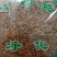 素馨花正品干花野生野悉蜜玉芙一斤包邮