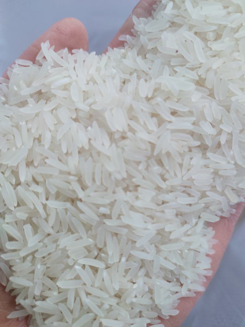 象牙米桂林市厂家直销砂锅饭煲仔饭专用米。