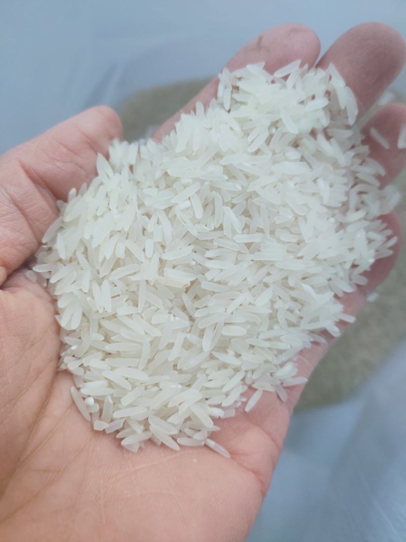 象牙米桂林市厂家直销砂锅饭煲仔饭专用米。