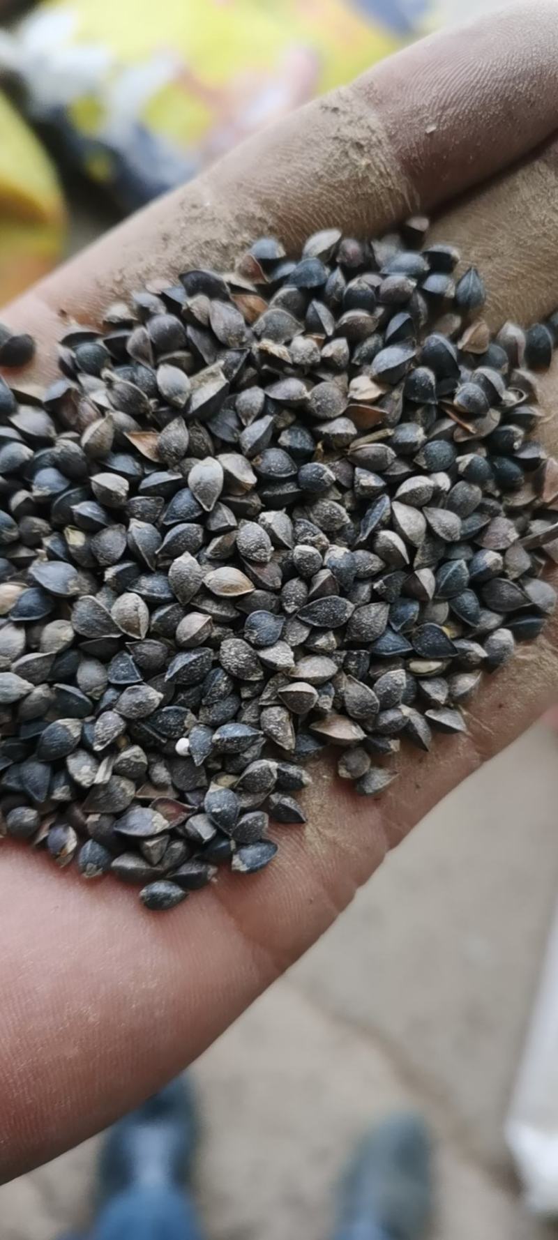 红花荞麦有需要的老板可以联系中小颗粒