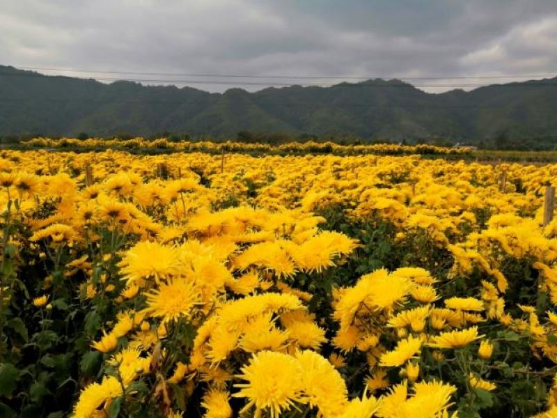 江西金丝皇菊苗菊花苗成活率95%免费提供技术成品包回收