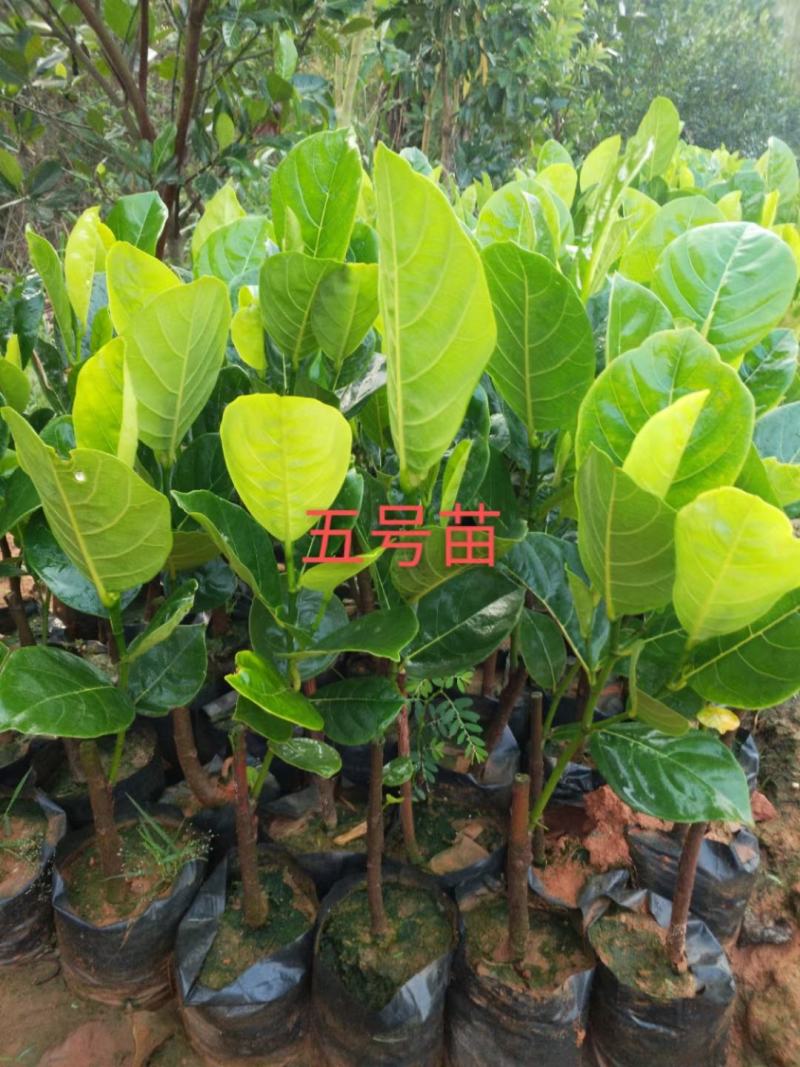泰国五号红肉菠萝蜜苗。一手货源。