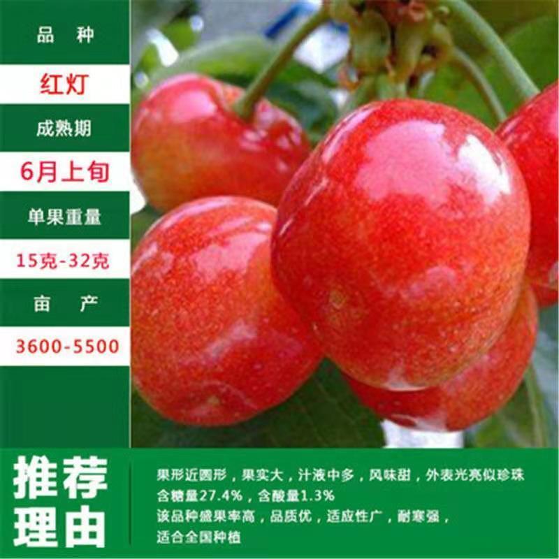 优质矮化樱桃苗车厘子嫁接苗，红灯美早黑珍珠等品种齐全