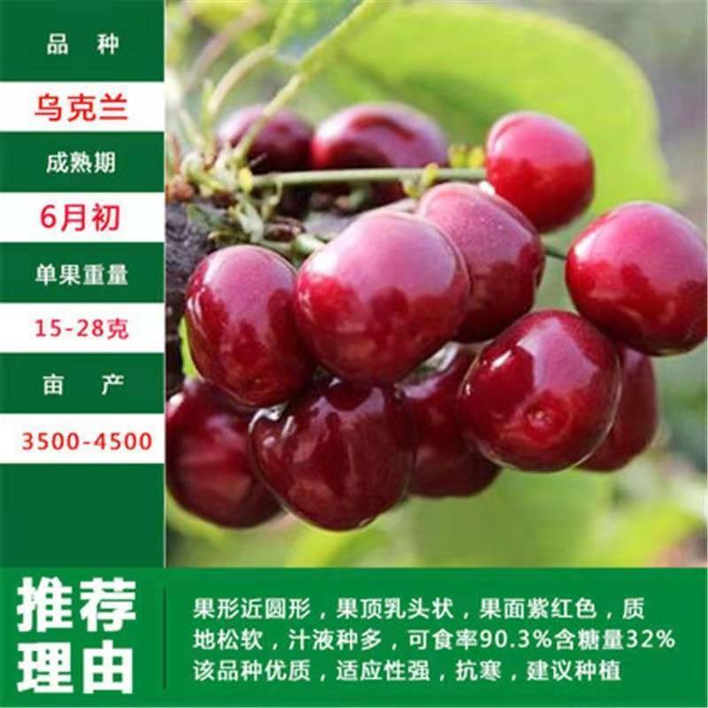 优质矮化樱桃苗车厘子嫁接苗，红灯美早黑珍珠等品种齐全