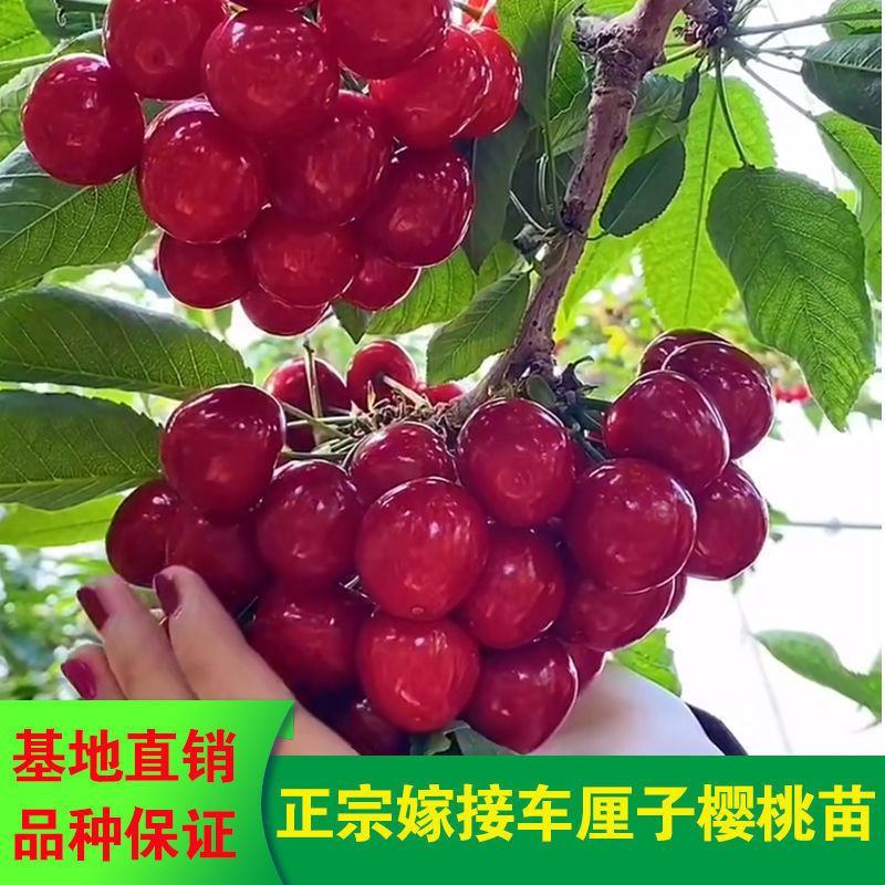 优质矮化樱桃苗车厘子嫁接苗，红灯美早黑珍珠等品种齐全