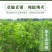 优质矮化樱桃苗车厘子嫁接苗，红灯美早黑珍珠等品种齐全