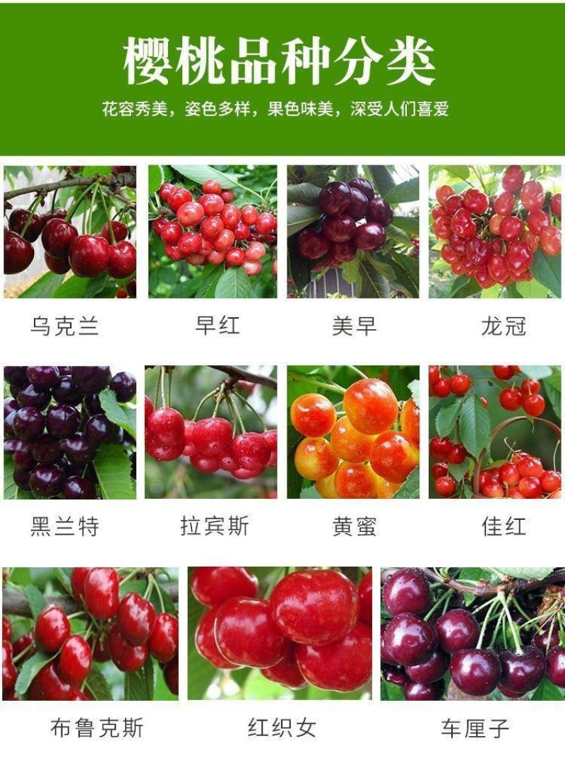 优质矮化樱桃苗车厘子嫁接苗，红灯美早黑珍珠等品种齐全