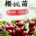 优质矮化樱桃苗车厘子嫁接苗，红灯美早黑珍珠等品种齐全