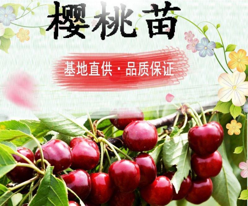 优质矮化樱桃苗车厘子嫁接苗，红灯美早黑珍珠等品种齐全