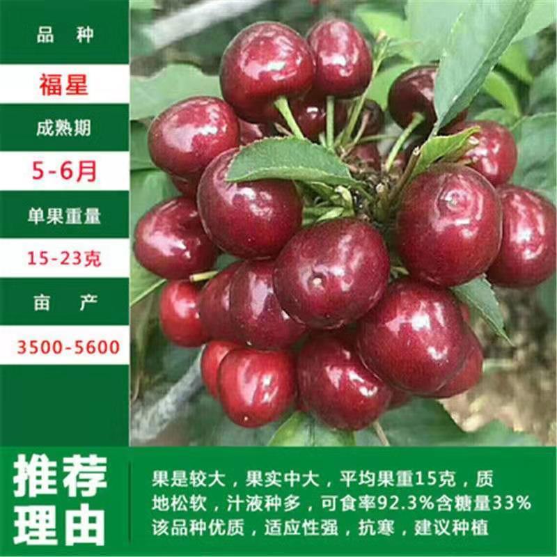优质矮化樱桃苗车厘子嫁接苗，红灯美早黑珍珠等品种齐全