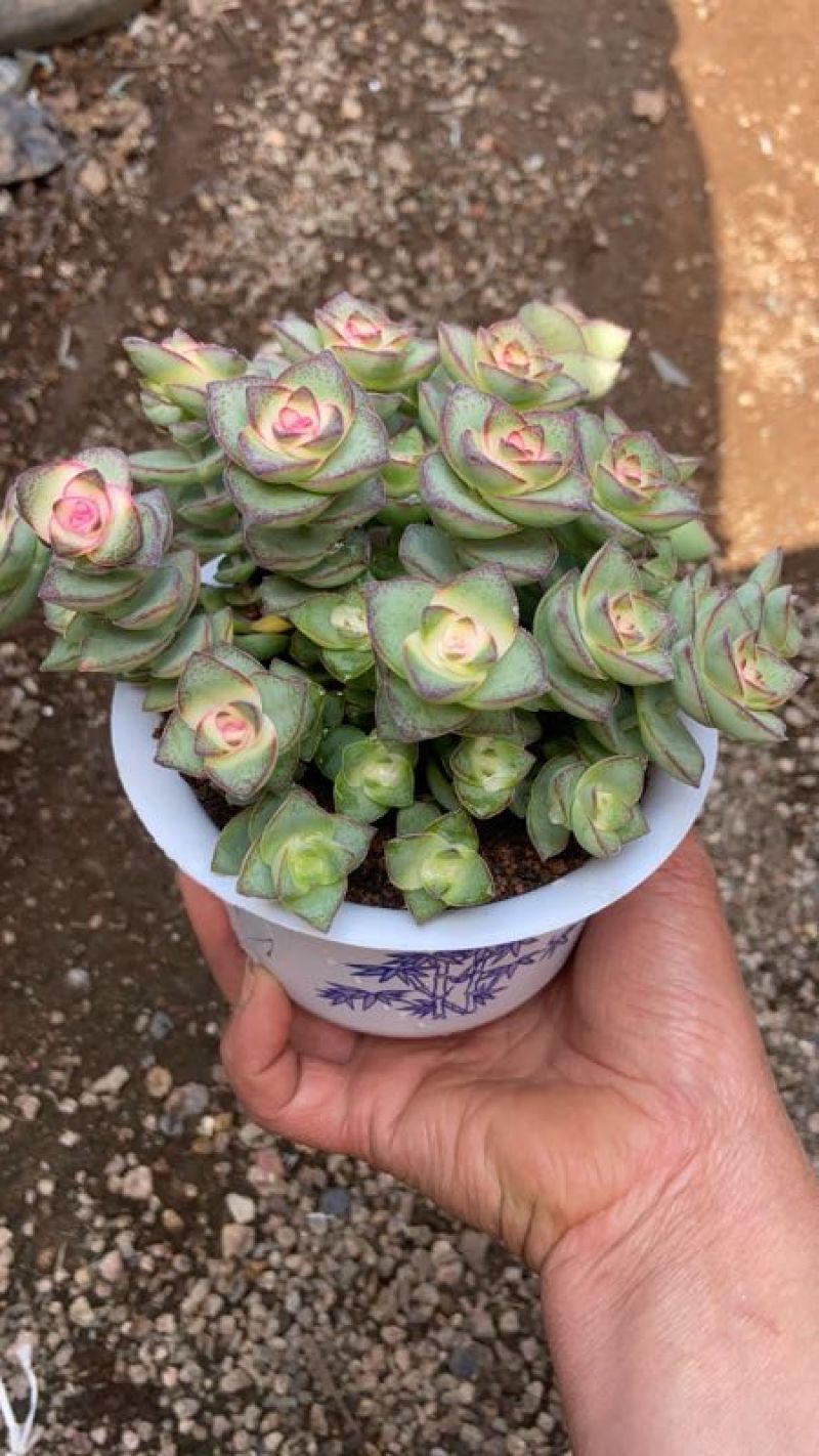 星王子锦15装白盆子