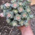 星王子锦15装白盆子