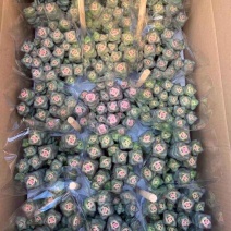 星王子锦15装白盆子